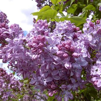 Syringa vulgaris 'Lavender Lady' 