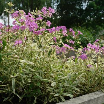 Phlox glaberrima 'Triple Play' (316474)