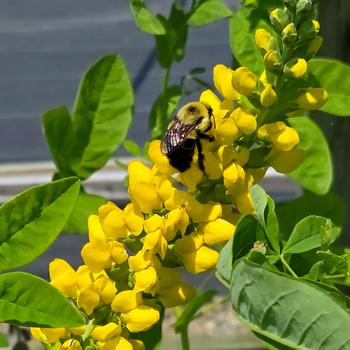 Thermopsis villosa '' (316477)