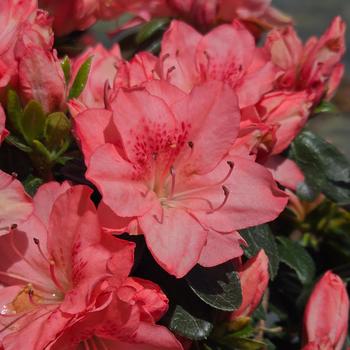 Rhododendron Karume hybrid 'Blaauw's Pink'