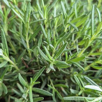 Rosmarinus officinalis 'Salem' (316482)