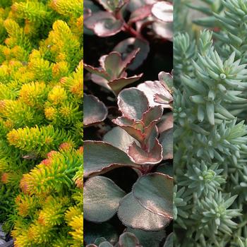 Sedum 'Flaming Carpet' 