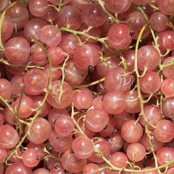 Ribes rubrum 'Pink Champagne' 