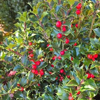 Ilex 'Rutzan' PP14750