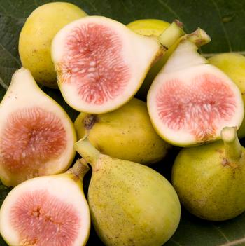 Ficus carica 'Peter's Honey' 