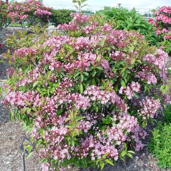 Kalmia latifolia 'Olympic Wedding'