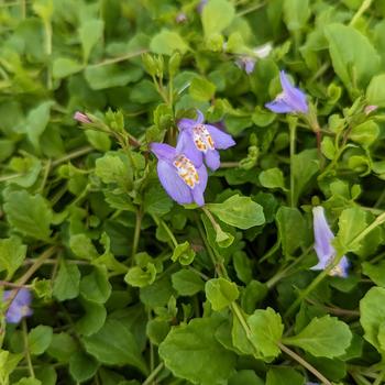 Mazus reptans '' (316496)