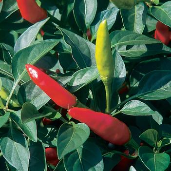 Capsicum annuum 'Super Chili' 