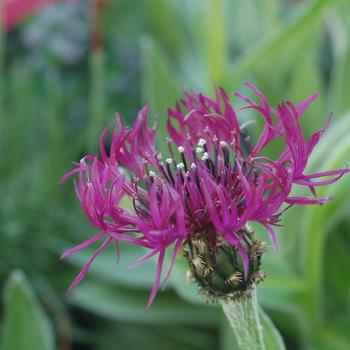 Centaurea montana 'Amethyst Dream' 