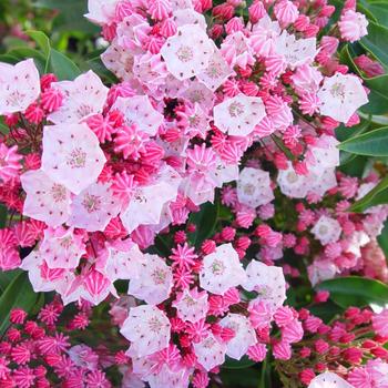 Kalmia latifolia 'Nathan Hale'