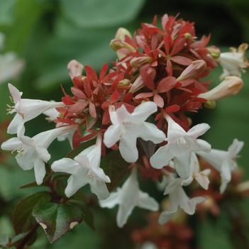 Abelia x grandiflora 'Little Richard'