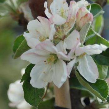 Malus domestica 'North Pole'