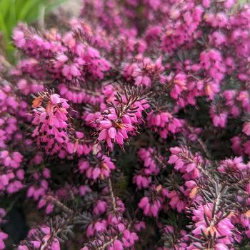 Erica darleyensis 'Kramer's Red' 