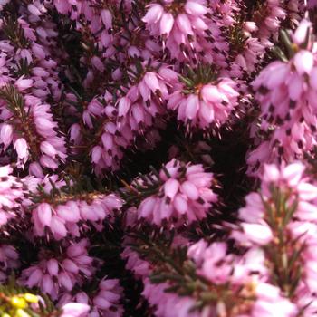 Erica darleyensis 'Darley Dale' 