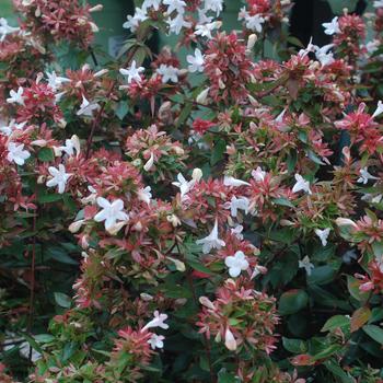 Abelia x grandiflora 'Little Richard' (316507)