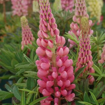 Lupinus polyphyllus 'Gallery Pink' 