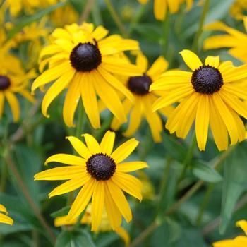 Rudbeckia fulgida 'Early Bird Gold' PP20286