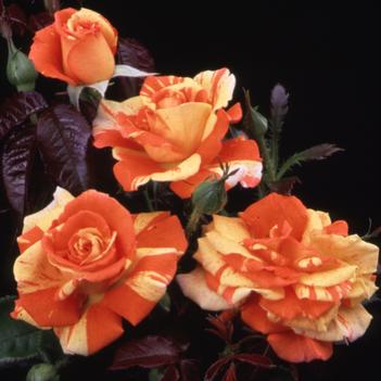 Rosa 'Oranges 'n' Lemons' 
