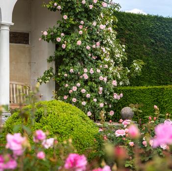 Rosa 'The Generous Gardener' 