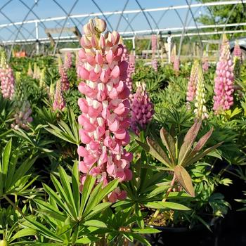 Lupinus polyphyllus 'Gallery Pink' (316513)
