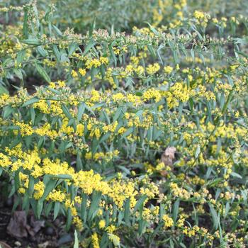 Solidago caesia