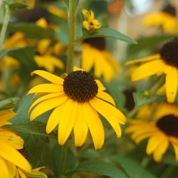Rudbeckia fulgida 'Early Bird Gold' (316518)
