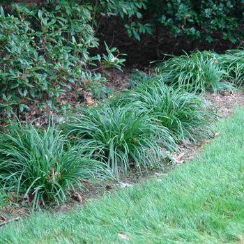 Carex amphibola '' (316519)