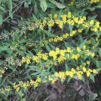 Solidago caesia '' (316520)