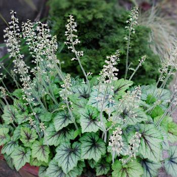 Heucherella 'Blue Ridge' PP22169