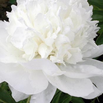 Paeonia lactiflora 'White Towers'