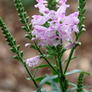Physostegia virginiana 'Pink Manners' PP23482