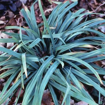 Carex flaccosperma '' (316528)