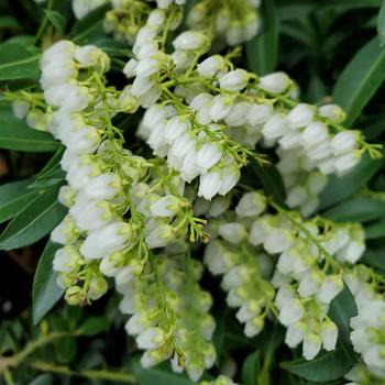 Pieris japonica 'Purity' 