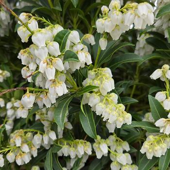 Pieris japonica 'Purity' (316535)