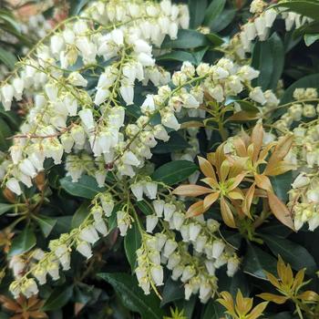 Pieris japonica 'Compacta' 