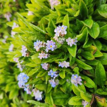 Myosotis sylvatica 'Mon Amie Blue' (316537)