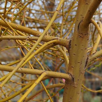 Salix alba 'Niobe' (316538)