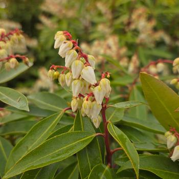Pieris japonica 'Brouwer's Beauty' 