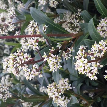 Skimmia japonica '' (316541)