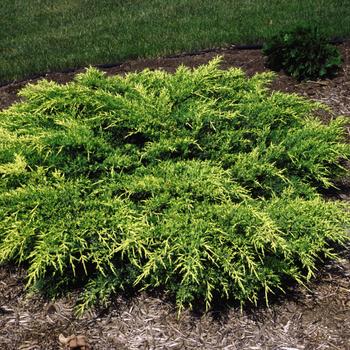 Juniperus x pfitzeriana 'Old Gold'