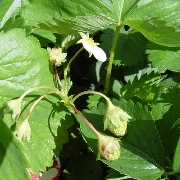 Fragaria x ananassa 'Sparkle' (316546)