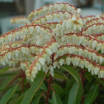 Pieris japonica 'Brouwer's Beauty' (316547)