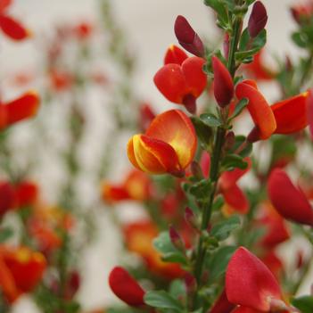 Cytisus scoparius 'Lena'