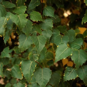 Betula platyphylla 'Dakota Pinnacle&reg;' Fargo PP10963