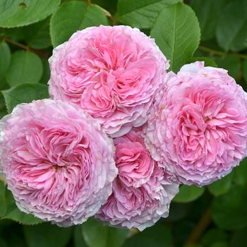 Rosa 'James Galway' (316553)