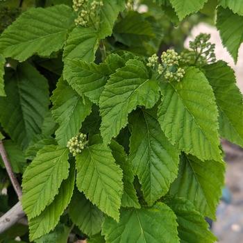 Acer tataricum 'Hot Wings&reg;'