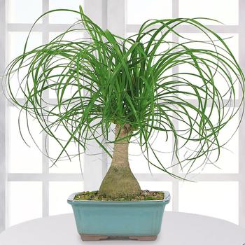 Beaucarnea recurvata