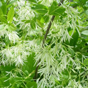 Chionanthus virginicus 'Spring Fleecing'