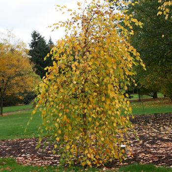Betula nigra 'Summer Cascade' PP15105