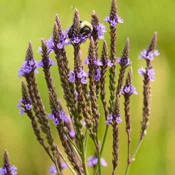 Verbena hastata '' (316566)